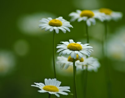 选择聚焦摄影的白色和黄色雏菊花
